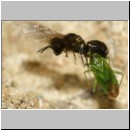 Lindenius albilabris - Grabwespe w06d 6-7mm - mit Wanze-Lygocoris beim Nesteintrag - OS-Hasbergen Lehmsandhuegel.jpg